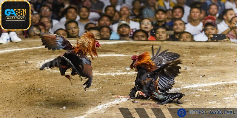 Cập nhật thông tin rõ ràng về chiến kê