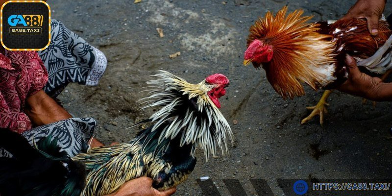 Trận đấu được ghi hình sắc nét với nhiều góc quay