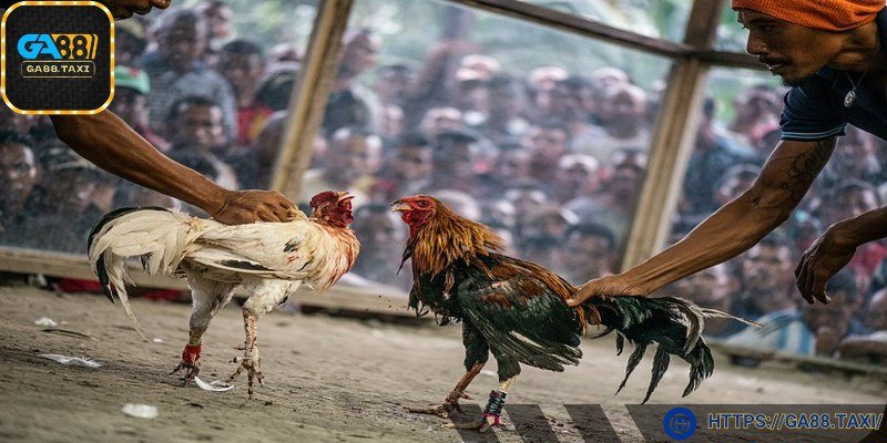 Tốc độ và sự tàn khốc