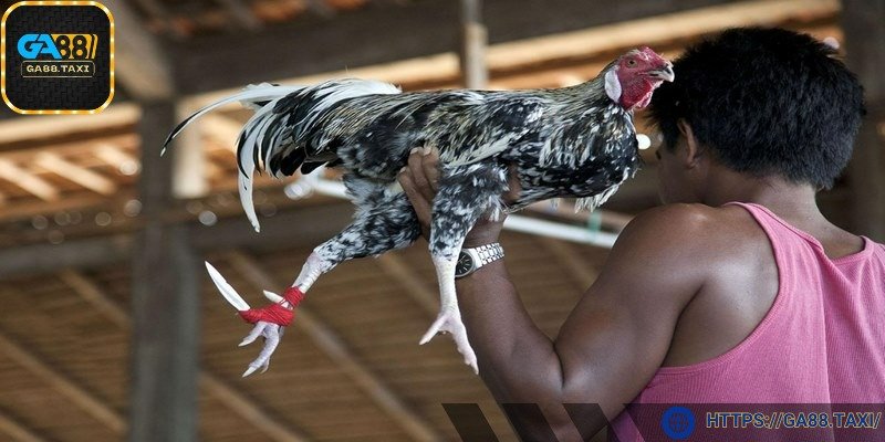 Theo dõi trực tuyến tiện lợi