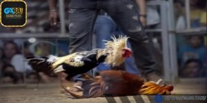 Trận chiến máu lửa, tốc độ và kịch tính