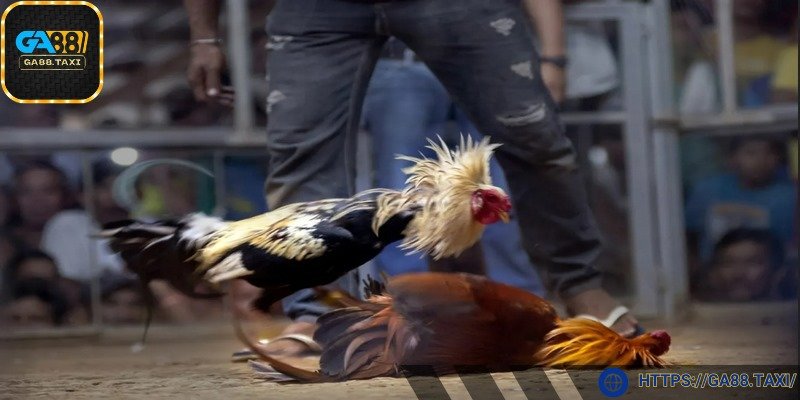 Trận chiến máu lửa, tốc độ và kịch tính