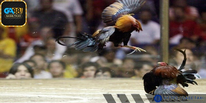 Ưu tiên giống gà danh tiếng khi chơi đá gà cựa dao