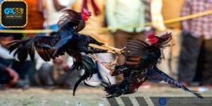 "Điểm tụ hội" của những chiến kê danh giá