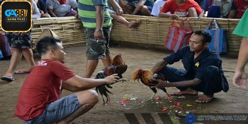Nghệ thuật chơi gà trên đấu trường
