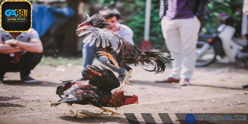 Trận đấu tuân thủ quy định chuẩn chỉnh