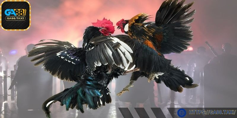 Bạn có thể thoải mái xem các trận đấu mọi thời điểm