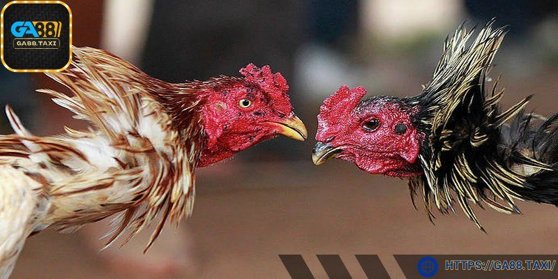 Hãy quan sát trận đấu trước khi xuống tiền cược