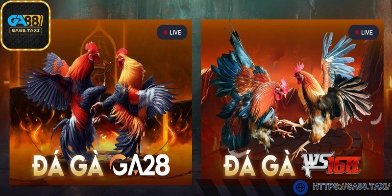 Đá gà mang đến cảm giác hồi hộp nghẹt thở